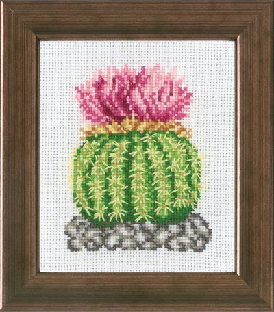 Kaktus m/rosa